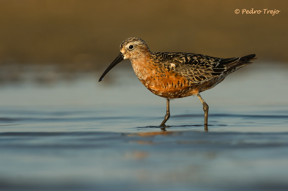 Correlimos zarapitin (Calidris ferruginea)